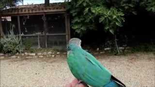 Honey conure phyrrua molinae en vol libre [upl. by Ynoep931]