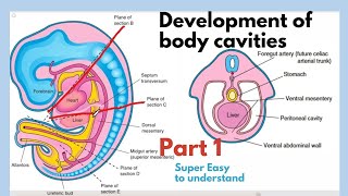 Development of body cavities  Thoracic Cavity Development  Embryology of body cavities  Easiest [upl. by Ecinahs421]