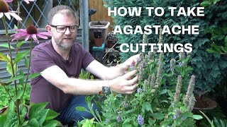 How to take Agastache Cuttings  Easy Agastache Hyssop Propagation  New Plants for Free [upl. by Coney]