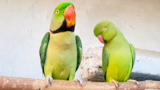 Mitthu Bolane Wala Tota  Raw Parrot  Mitthu The Best Talking Parrot [upl. by Tlevesoor476]