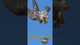 Mom Peregrine Falcon training her Offsprings catch Prey birdsofyoutube birdsofprey falcons [upl. by Sapienza]