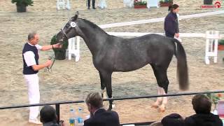 BelantisSamba Hit approved stallion  2013 for sale [upl. by Essilem]