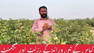 BT Cotton and Transgenic cotton Results  Kapas ki management  Daily Routine Farmer [upl. by Zaller]