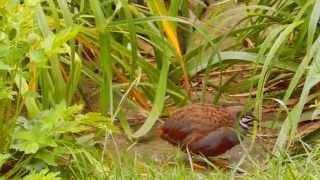 Chinese painted quails Coturnix chinensis  wild type [upl. by Elodie]