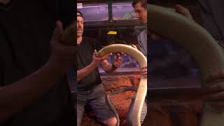 Clints Reptiles Meets Papa The King Cobra [upl. by Enimaj]