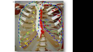 Surface anatomy of the pleura and thoracocentesis [upl. by Fein]