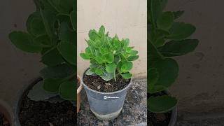 Best care of Kalanchoe flower plant in rainy season [upl. by Whitebook]