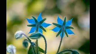 USO MEDICINAL Y CULINARIO DE LA BORRAJA Borago officinalis Plantas medicinales y comestibles [upl. by Odnanref125]