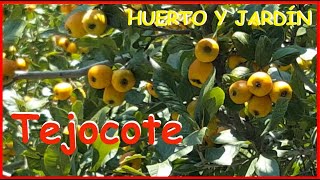 TEJOCOTE PARA TU HUERTO O JARDÍN [upl. by Krantz]