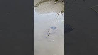 Anhinga Slithers Through the Mud in Pursuit of Fish [upl. by Lleddaw]