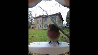 Fringilla coelebs  Fringuello  Chaffinch [upl. by Levi]