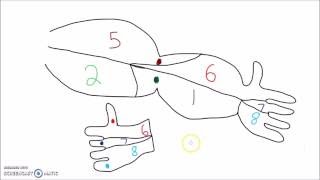 Anatomy  How to Draw the Dermatomes of the Arm Head and Neck [upl. by Kotz254]