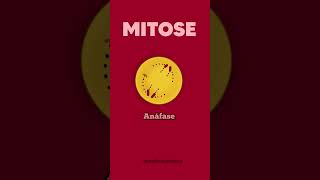 Fases da mitose [upl. by Enineg]