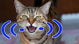 Male cat in heat sounds  Male cat calling female  Boy cat in heat meowing  Cat mating call sound [upl. by Werdnaed528]