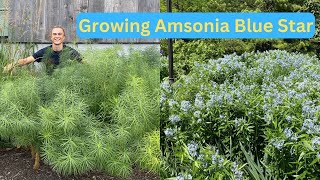 AMSONIA  Excellent Native Perennial  How to Grow amp Care  Blue Star Plant [upl. by Ailehpo]