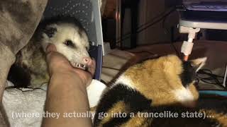 Possum Vs Cat [upl. by Gnoy]