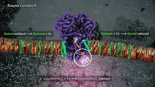 Electron Transport Chain  HHMI BioInteractive Video [upl. by Mobley559]