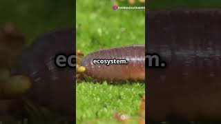 The Hammerhead Worm trending viralvideo youtubeshorts bringmsatonetflix video iphone16 [upl. by Alamaj]