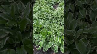 Las Hostas ya Florecieron plants garden outdoorplants Flores amorporlasplantas [upl. by Walling]