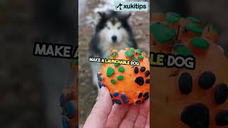 Creating homemade dog toys from old items dogtoys homemade dog [upl. by Mirth]