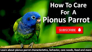 How To Care Pionus Parrot  Facts Personality Food amp Care  Pet Birds [upl. by Maleki]