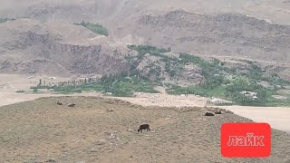 Pamir HorogGorniYPamir [upl. by Anived]