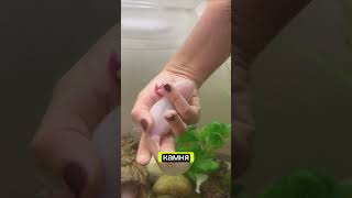 Аксолотль съел камень 😭 аксолотль axolotl [upl. by Ruella]