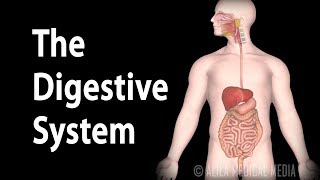 Physiology Basics the Digestive System Animation [upl. by Rollecnahc]