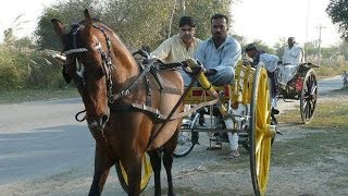 Charci Wachera king of pakistan Ghourghushti Tanga Races [upl. by Suirada]