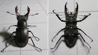 Stagbeetle Lucanus cervus [upl. by Ullyot]