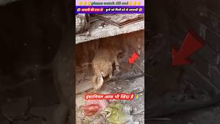 आदमी की इंसानियत से🐕‍🦺कुत्ते को मिली दर्द से आजादी 🥹🙏 animal animals animalrescue dog [upl. by Astor754]