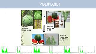 PARTENOKARPI DAN POLIPLOIDI [upl. by Yard]