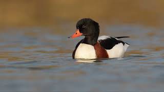 55 Common Shelduck [upl. by Maxia]