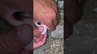 Eaggs candling 🥰fancypigeon candling breeding youtubeshorts petsvlog usmankapets [upl. by Cottrell373]