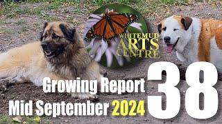 WAC Growing Report 2024 38 Mid September [upl. by Hajar]