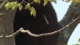 Bear falls from tree after being tranquilized [upl. by Genesia]