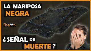 La MARIPOSA NEGRA  Señal de MUERTE [upl. by Cowen980]