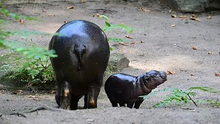 Le bébé hippopotame pygmée femelle Toni se promène dans son enclos au zoo de Berlin  AFP [upl. by Anyrtak]