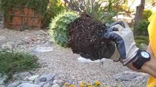 Planting a Golden Barrel Cactus [upl. by Griselda]