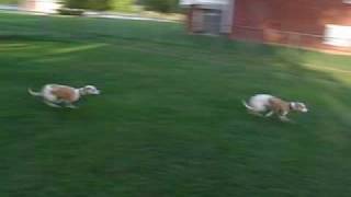 Crazy Running Whippets [upl. by Hartwell3]