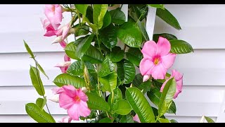 Tips For Growing Mandevilla Vine [upl. by Ydnak940]