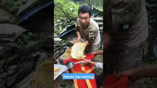 Extreme Honeycomb harvesting 🍯 Harvesting honey from beehive 🐝 EP101 shorts trending satisfying [upl. by Pedrick568]