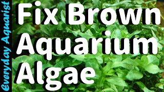 Why New Aquariums Go BROWN  Fixing Brown Diatom ALGAE [upl. by Uhthna]