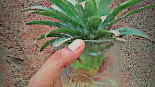 Pineapple Plant अननस rootspineapplerootspragati [upl. by Derman]