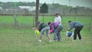 Lure Coursing Whippets Florence TX March 18 2012 [upl. by Airetnuhs]