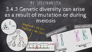 EASY REVISION AQA ALevel Biology 343 Genetic diversity can arise as a result of mutationmeiosis [upl. by Hinda561]