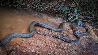 KING COBRA VS PYTHON Real fight video  original video 4k [upl. by Nnaarual]