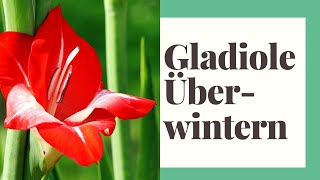 Gladiolen überwintern  Gladiole winterfest machen [upl. by Hough119]