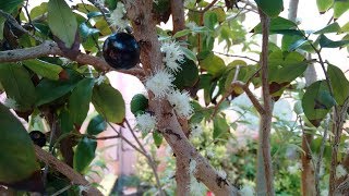 Jabuticaba orgânica no vaso produzindo o ano todo [upl. by Cherlyn]