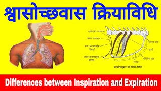 Inspiration and Expiration  mechanism of Breathing  Differences between Inspiration and Expiration [upl. by Maice]